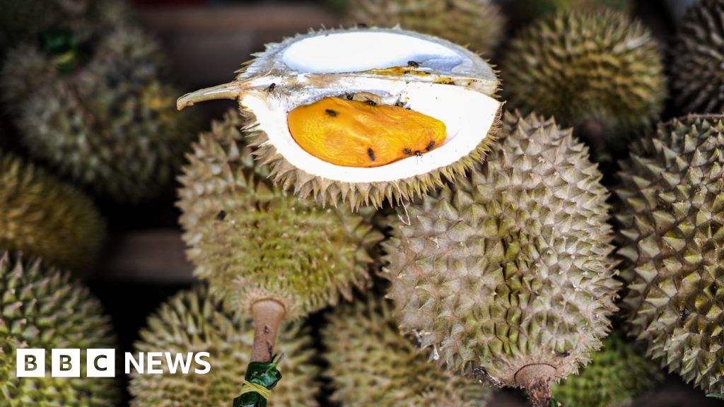 Singapore scientists reveal origins of durian’s pungent aroma Singapore scientists reveal origins of durian’s pungent aroma