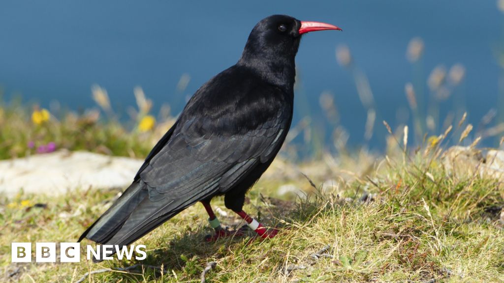 Experts delighted with Cornwall choughs summer breeding success Experts delighted with Cornwall choughs summer breeding success