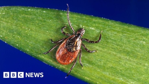 Scientists studying ticks to treat type 1 diabetes