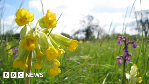 Cash appeal to help save Nottinghamshire’s wildflower meadows