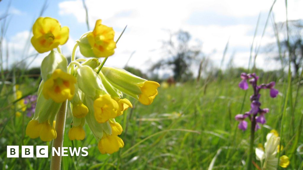 Cash appeal to help save Nottinghamshire’s wildflower meadows