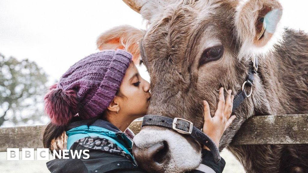 Hindu ceremony to celebrate cows and new year Hindu ceremony to celebrate cows and new year