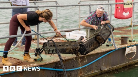 Royal Navy joins efforts to reintroduce oysters in the Solent