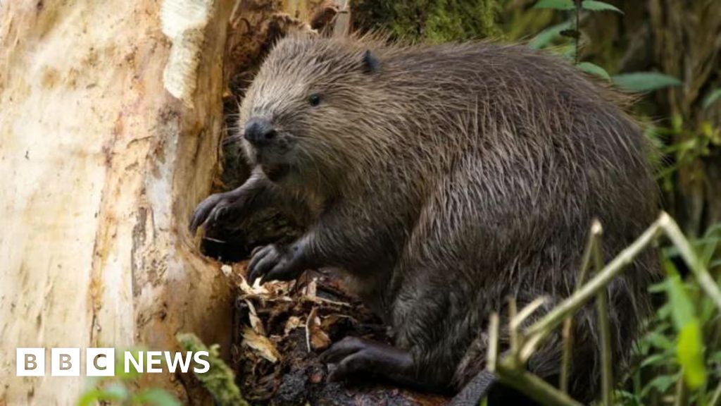 Beavers should be ‘carefully’ reintroduced into wild, expert says