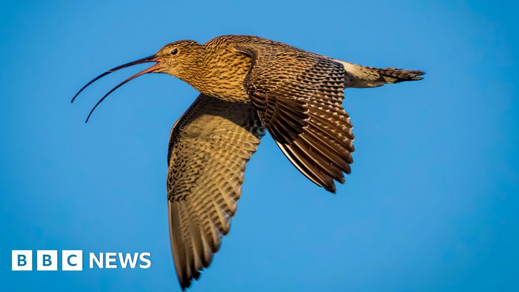 Can drones help save Wales’ most threatened bird? Can drones help save Wales’ most threatened bird?