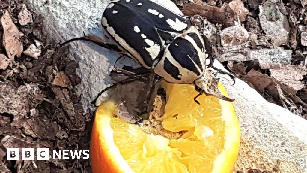 Stratford-upon-Avon Butterfly Farm puts spotlight on beetles Stratford-upon-Avon Butterfly Farm puts spotlight on beetles