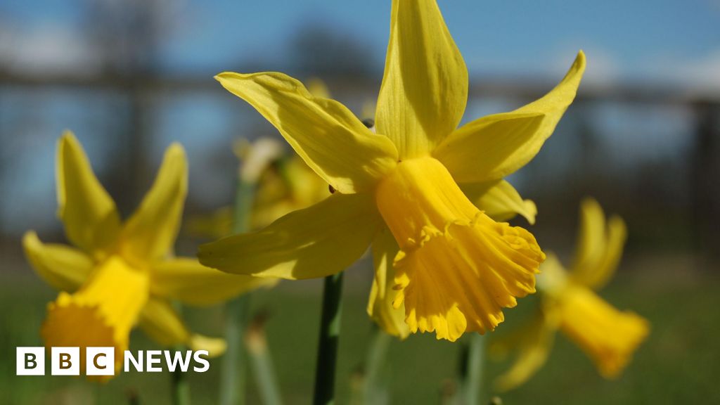 Jersey parish St Helier wins two RHS Britain in Bloom awards