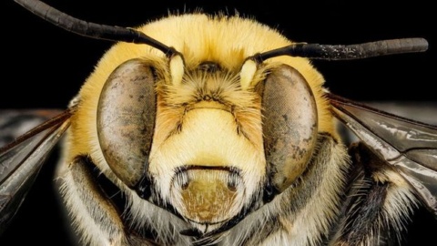 ‘How a bee sting saved my life’