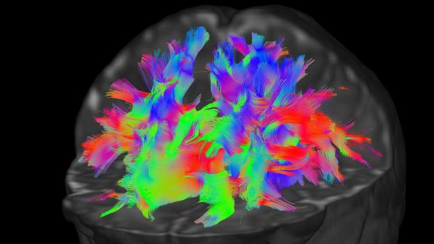 A blueprint of the emerging mind