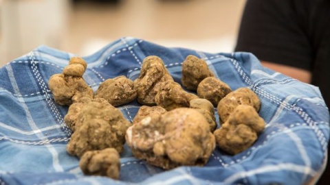 The truth about Italy’s white truffles