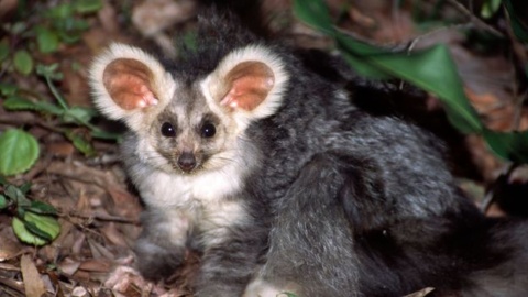 Australia’s charismatic glider marsupial