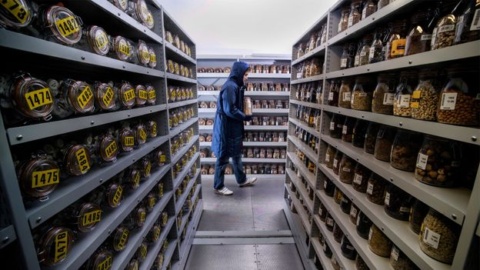 The seed bank that’s inadvertently storing fungi