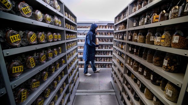 The seed bank that’s inadvertently storing fungi The seed bank that’s inadvertently storing fungi