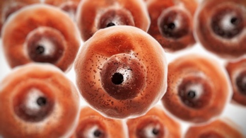 The cells that can give you super-immunity