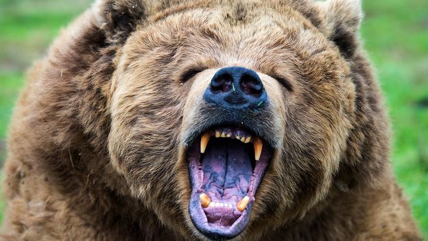 Why do animals attack humans in the wild? Why do animals attack humans in the wild?