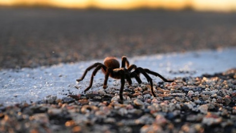 Why the illegal tarantula trade is booming Why the illegal tarantula trade is booming