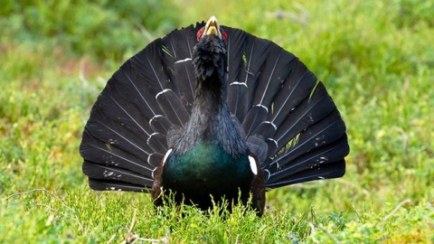 The decoy ploy to save Scotland’s elusive capercaillie The decoy ploy to save Scotland’s elusive capercaillie