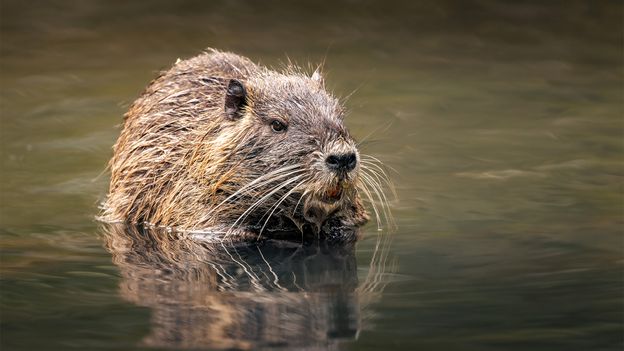 How a Soviet swamp rat scheme for Azerbaijan went horribly wrong How a Soviet swamp rat scheme for Azerbaijan went horribly wrong