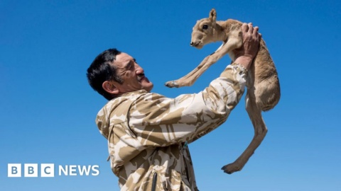 Saiga ranger’s death sparks Kazakh call for justice