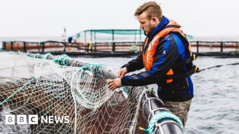 Green light for new salmon farm in Orkney