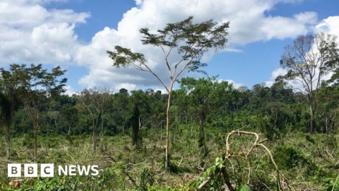 ‘Football pitch’ of Amazon forest lost every minute