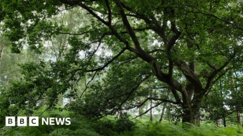 Ban on GB to NI tree sales ‘a major setback’