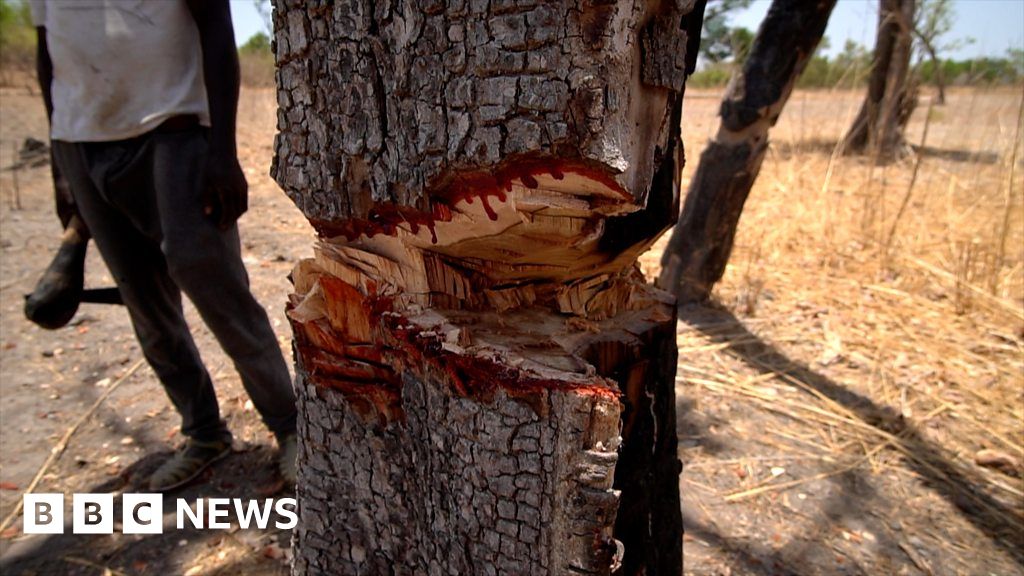 Shipping firm halts timber exports Shipping firm halts timber exports