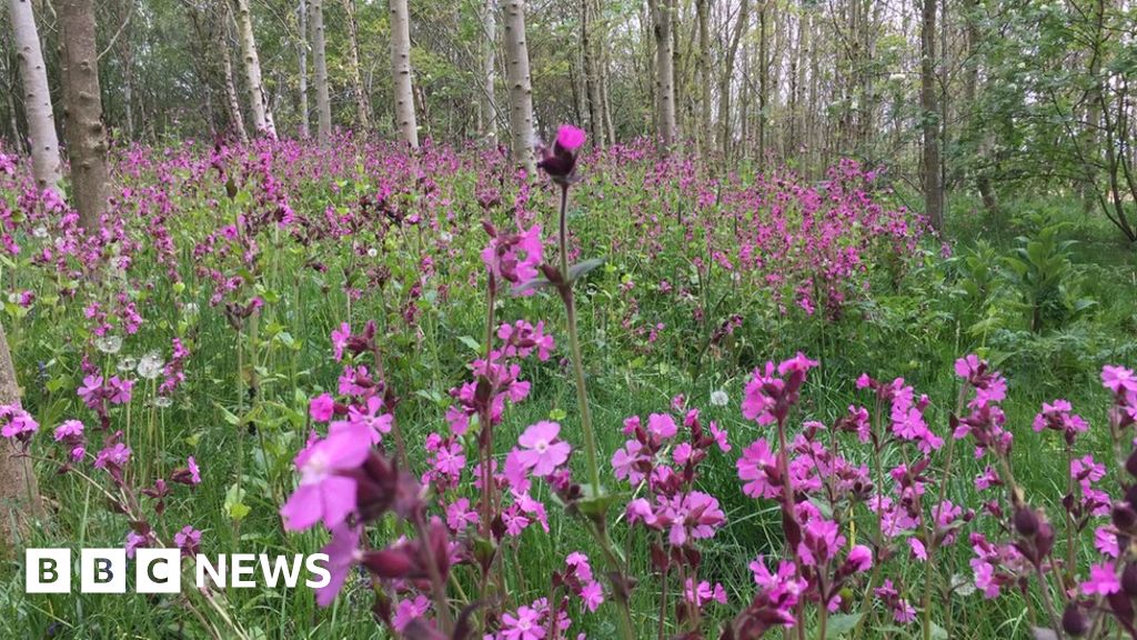 Call for environmental aspect to NI recovery plan