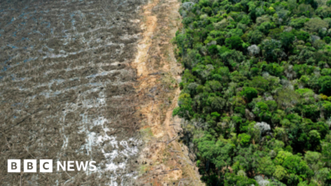 New UK law to curb deforestation in supply chains