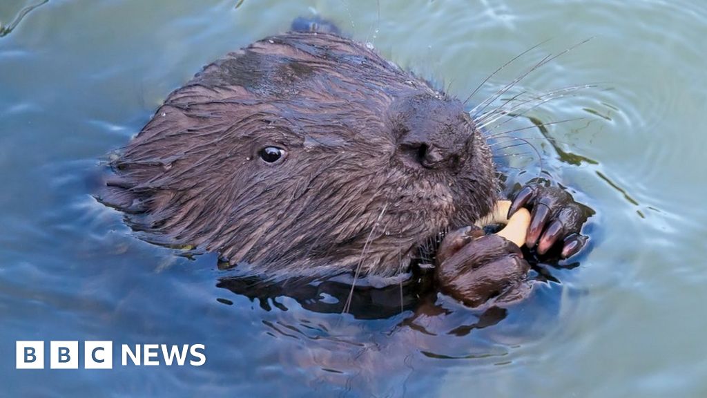 Consultation begins on beaver reintroductions Consultation begins on beaver reintroductions