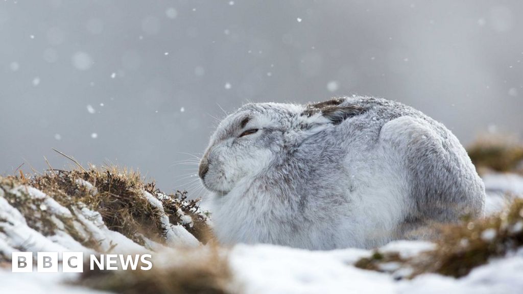 Date set for ban on unlicensed mountain hare culls Date set for ban on unlicensed mountain hare culls