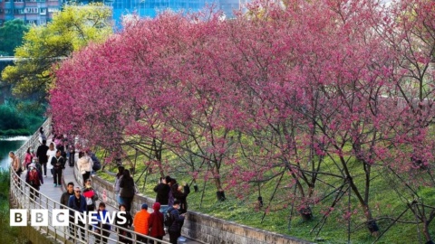National Trust to plant blossom trees in cities
