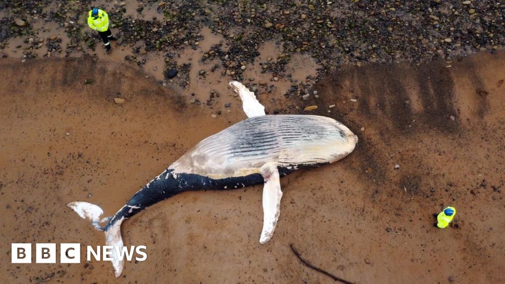 North Sea whale death raises by-catch safety fears North Sea whale death raises by-catch safety fears
