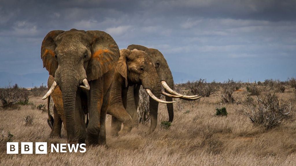 Elephants driven to the brink by poaching