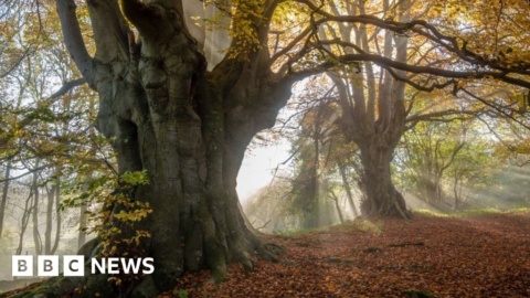 Wales’ woodlands ‘facing catastrophe’