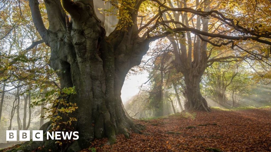 Wales’ woodlands ‘facing catastrophe’