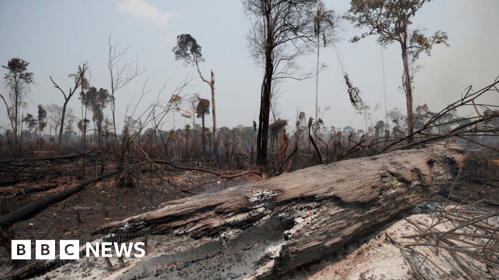 Brazil cuts environment budget despite climate summit pledge Brazil cuts environment budget despite climate summit pledge