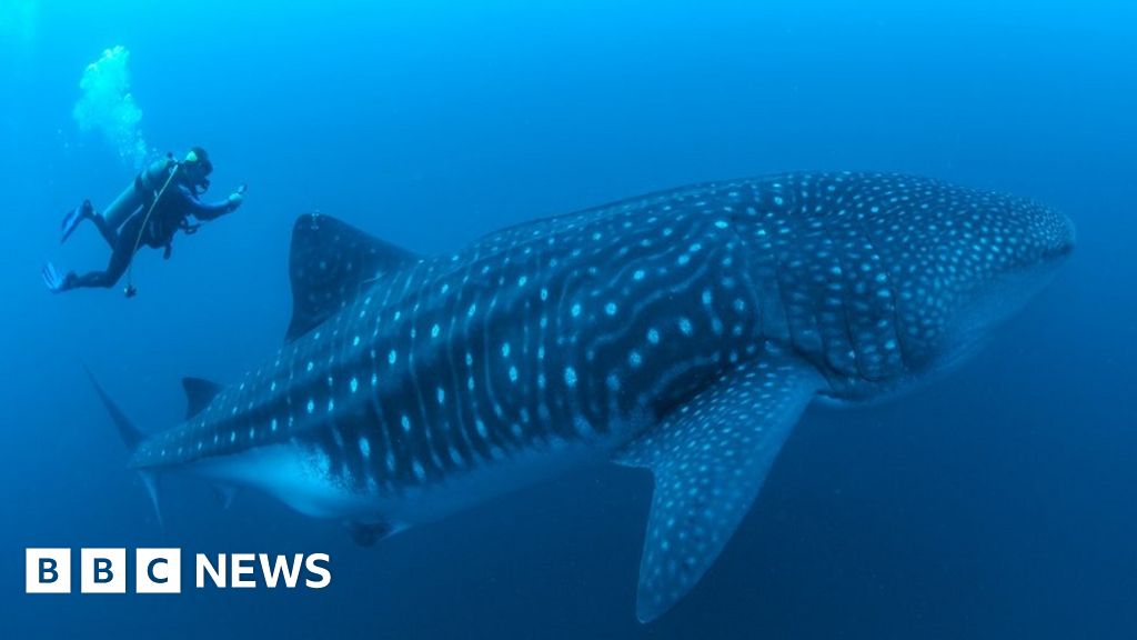 Galapagos marine reserve: Conservationists hail expansion Galapagos marine reserve: Conservationists hail expansion