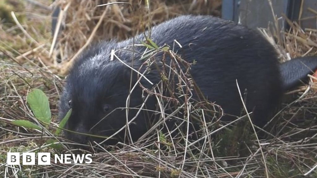 Beavers return to Nottinghamshire for first time in 400 years