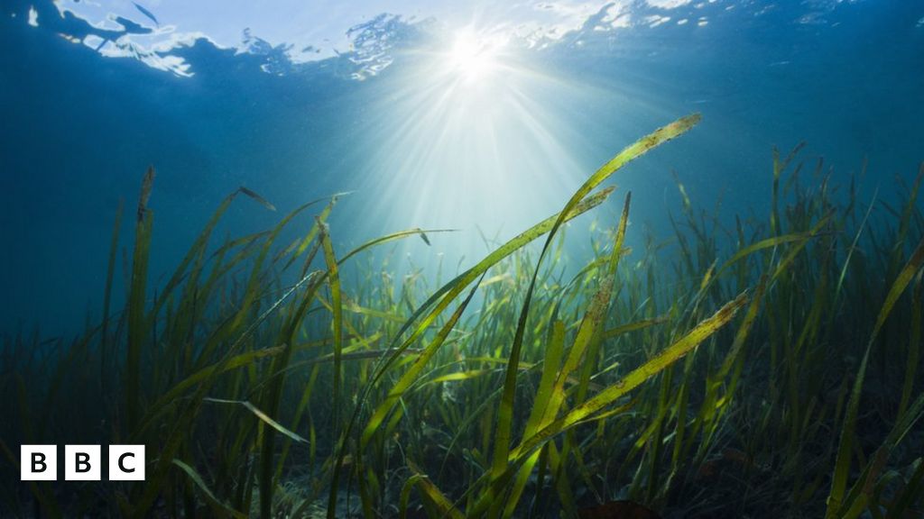 How is seagrass in Wales helping fight climate change? How is seagrass in Wales helping fight climate change?
