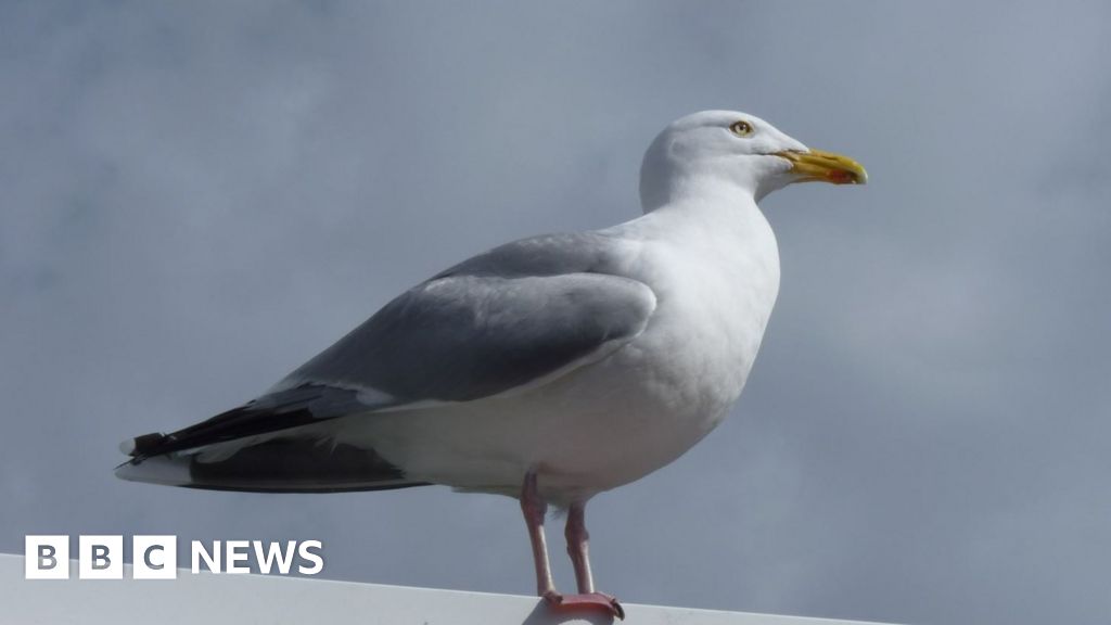 Jersey residents reminded not to remove gull nests Jersey residents reminded not to remove gull nests