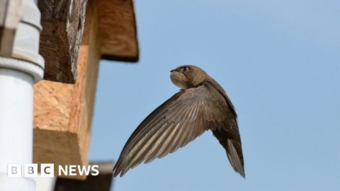 The mission to save swifts in a Devon market town