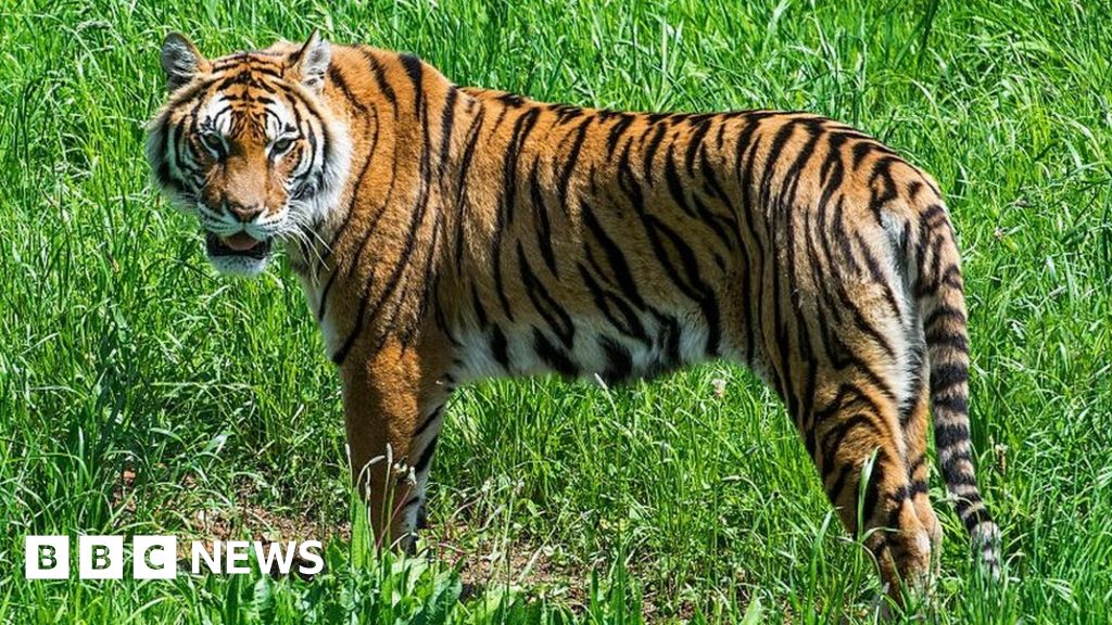 Tiger populations grow in India and Bhutan Tiger populations grow in India and Bhutan