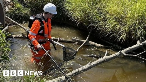 Brook and fish relocated in Essex