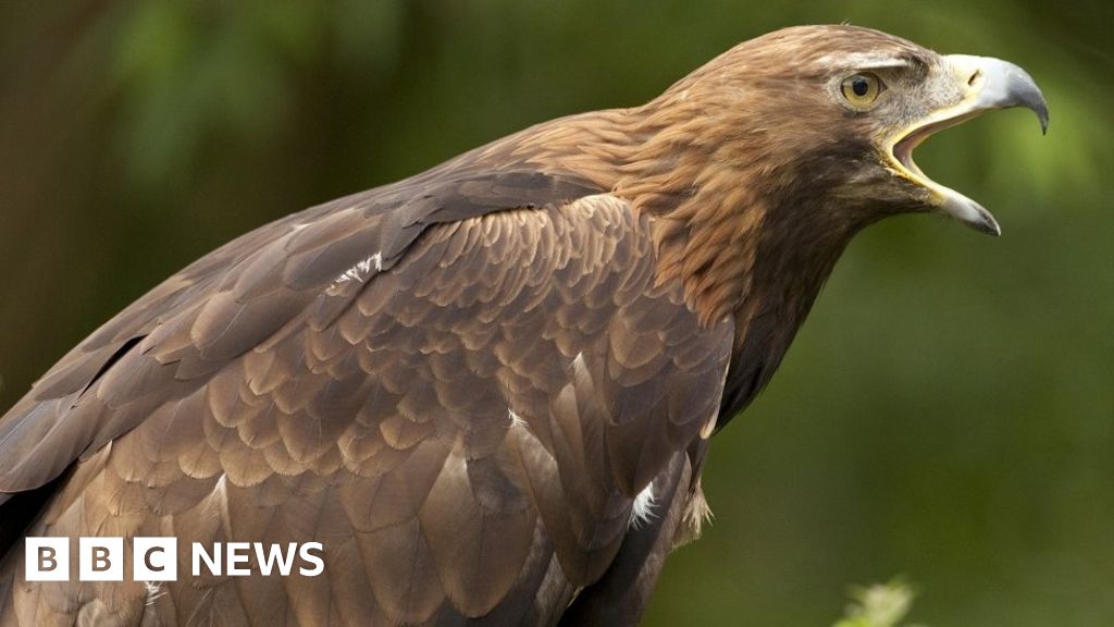 ‘Shortcomings’ in SNH missing eagle investigation ‘Shortcomings’ in SNH missing eagle investigation