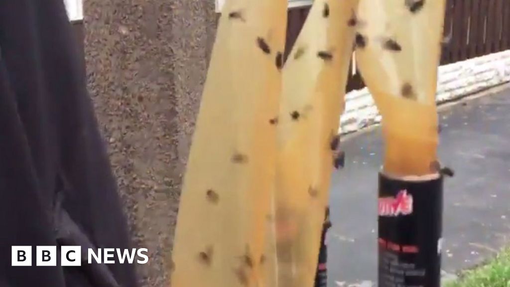 Man shot in eye with paintball gun at fly protest Man shot in eye with paintball gun at fly protest