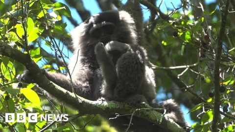 Gibbons saved from pet trade have baby