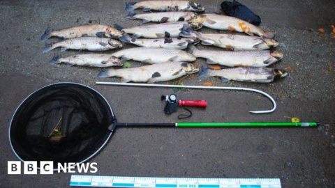 ‘Poached’ Wolsingham sea trout were ready to spawn