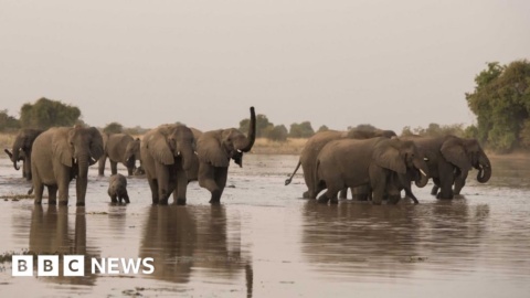 The country that brought its elephants back from the brink
