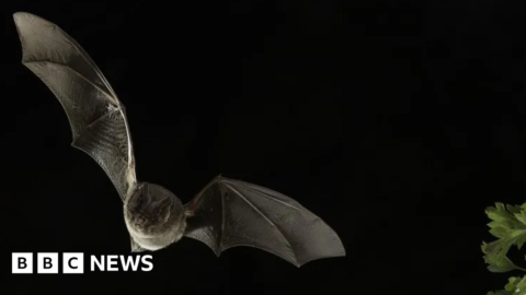 Claim Government advisors ‘rushed out’ new rules to halt road